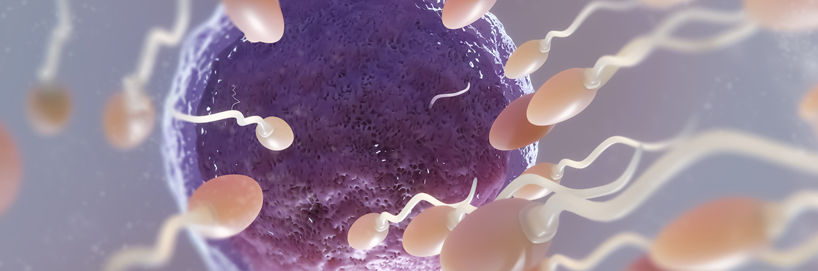 In Vitro Fertilisation